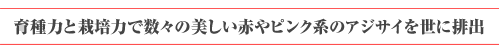 育種力と栽培力で数々の美しい赤やピンク系のアジサイを世に排出